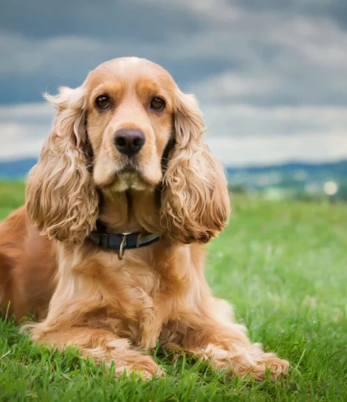 e2c25ca9ae9b88fe02087f0058c527e0e27fe5fc